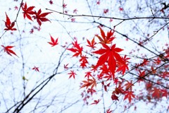 濡れ落ち 残る赤