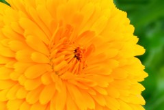 幾重に 重なり  花ひらく