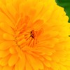 幾重に 重なり  花ひらく
