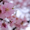 河津桜3
