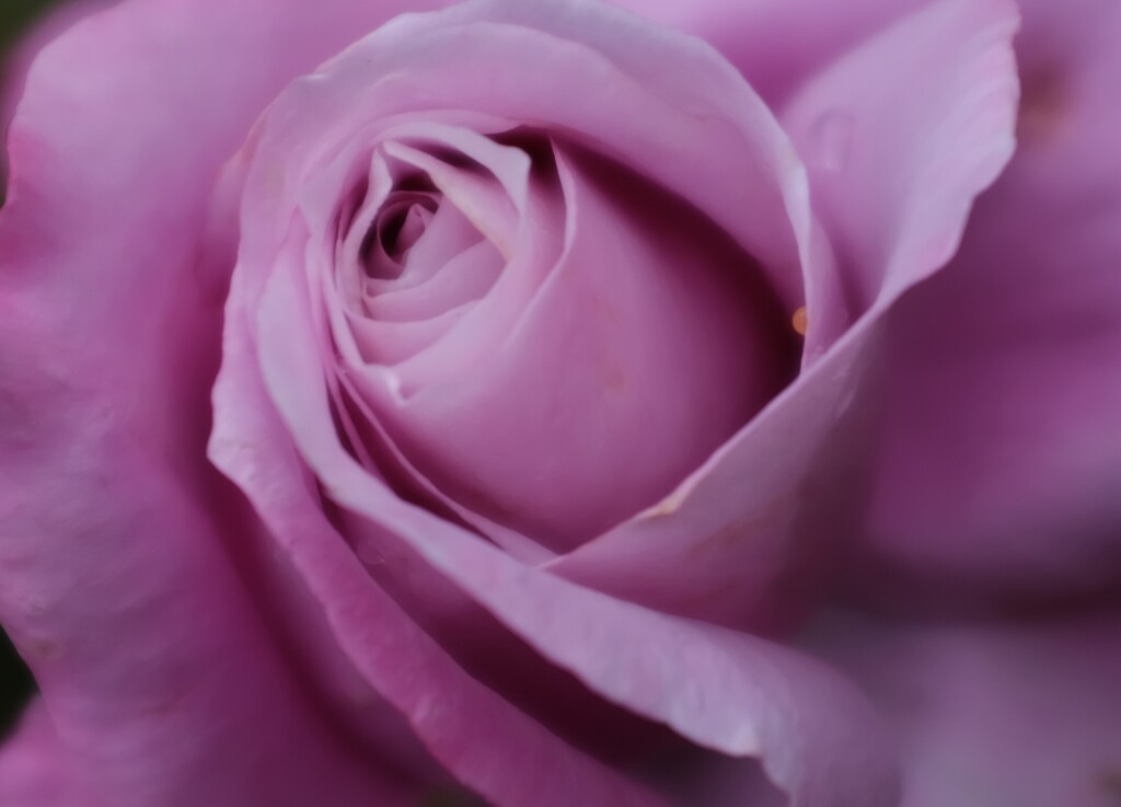 Purple  Rose