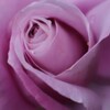 Purple  Rose
