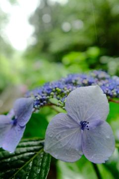 雨  紫陽花