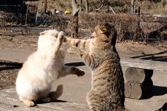 綺麗な  カウンター