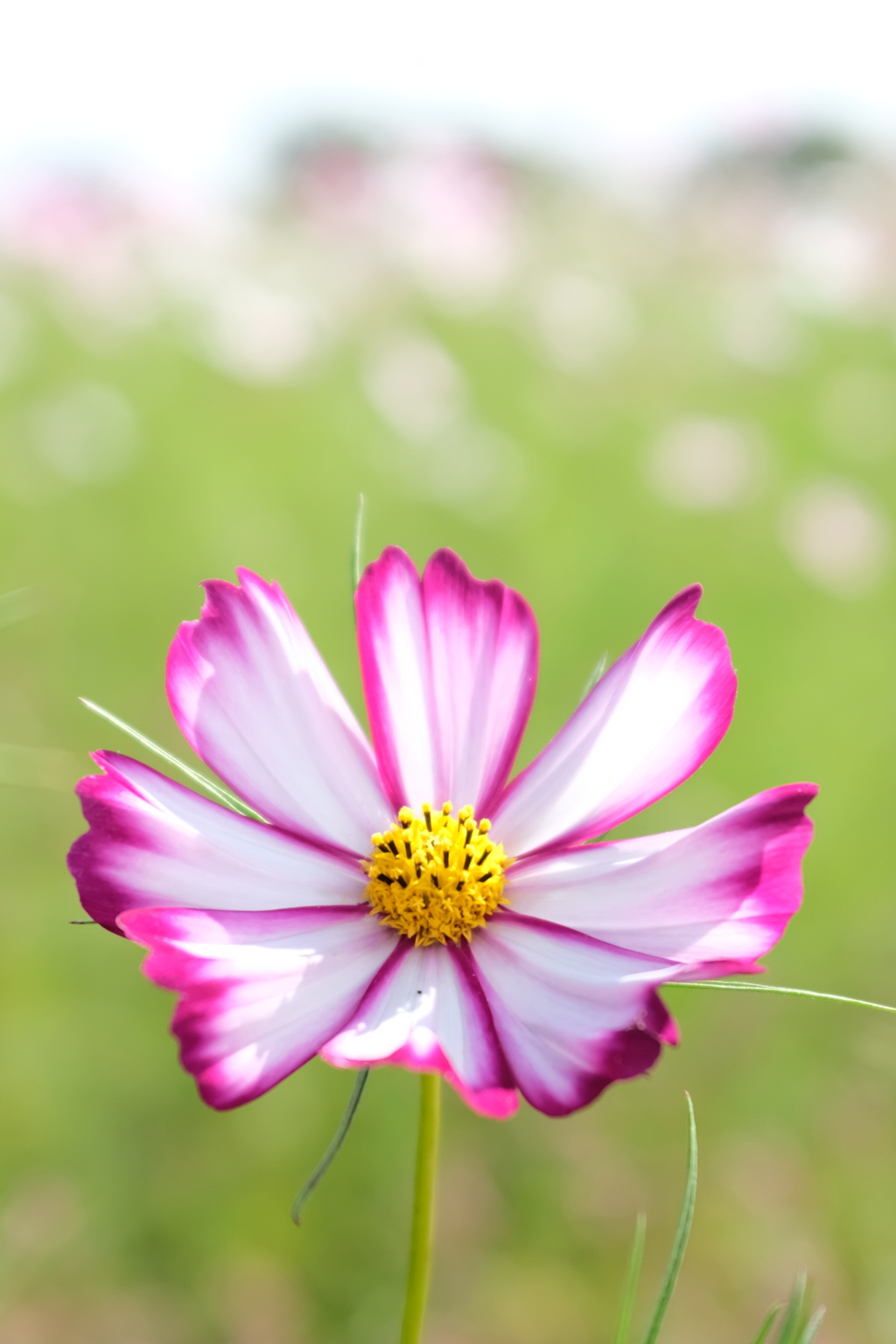 秋桜〜縁取り〜