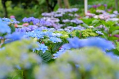 紫陽花の  海