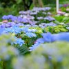 紫陽花の  海