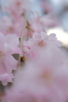 八重枝垂れ桜