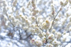 白梅 〜雨の日に