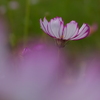 秋桜2