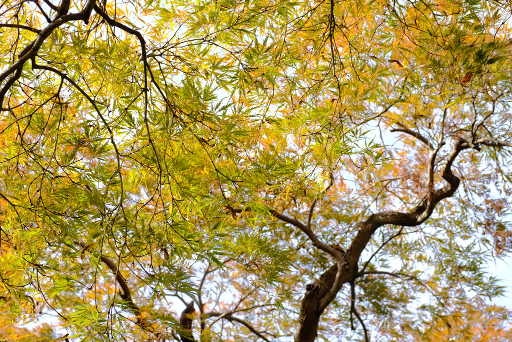 枝垂れ紅葉