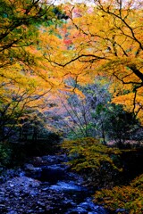 渓谷 〜紅葉〜 