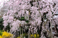 古樹  枝垂れ桜2