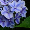 蒼