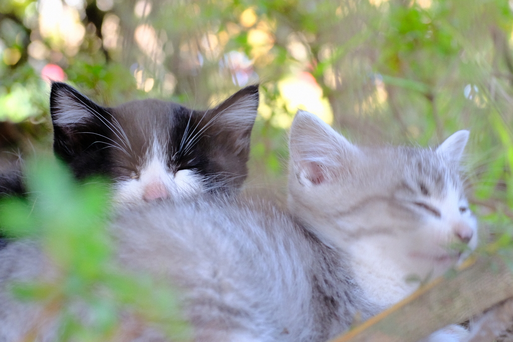 仔猫