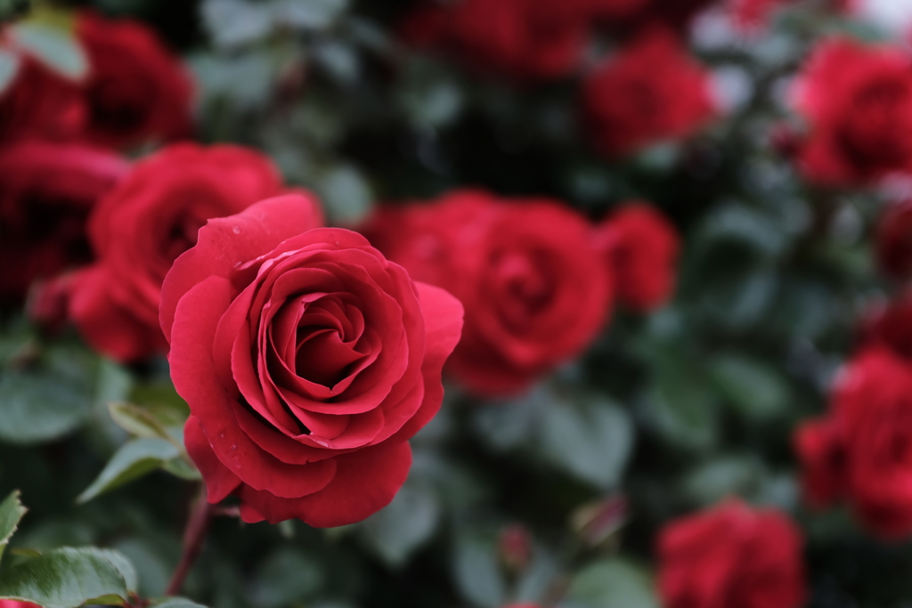 赤薔薇