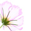 秋桜