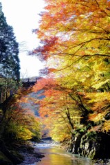 vividness
