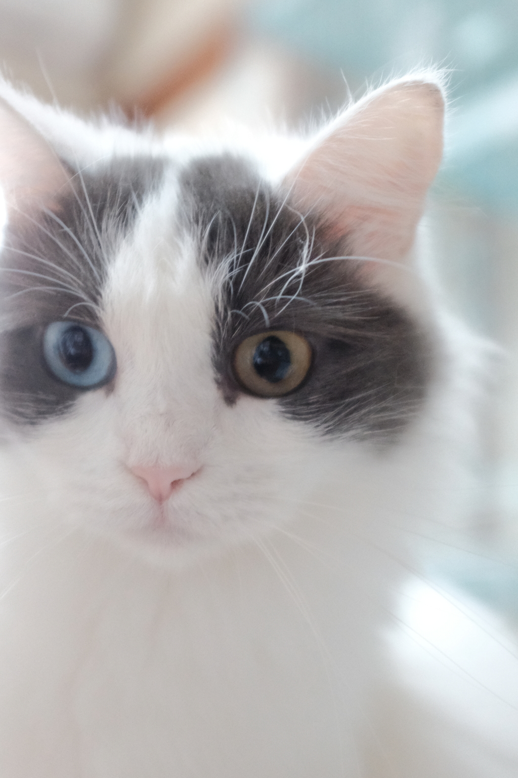 猫目