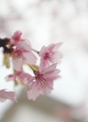 河津桜