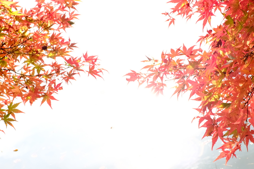 紅葉の 創造