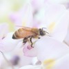 あしかがフラワーパーク3