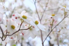 花水木