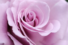 花弁