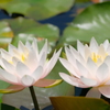 双子