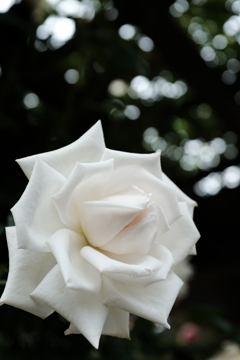 White Rose