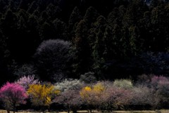 春   彩り