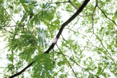 新緑のネム