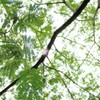 新緑のネム