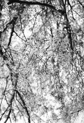 山桜2