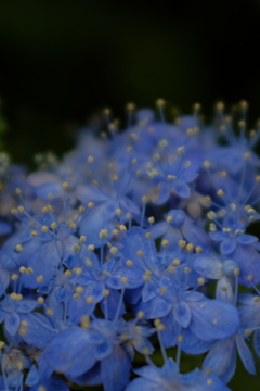 紫陽花の  世界