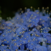 紫陽花の  世界