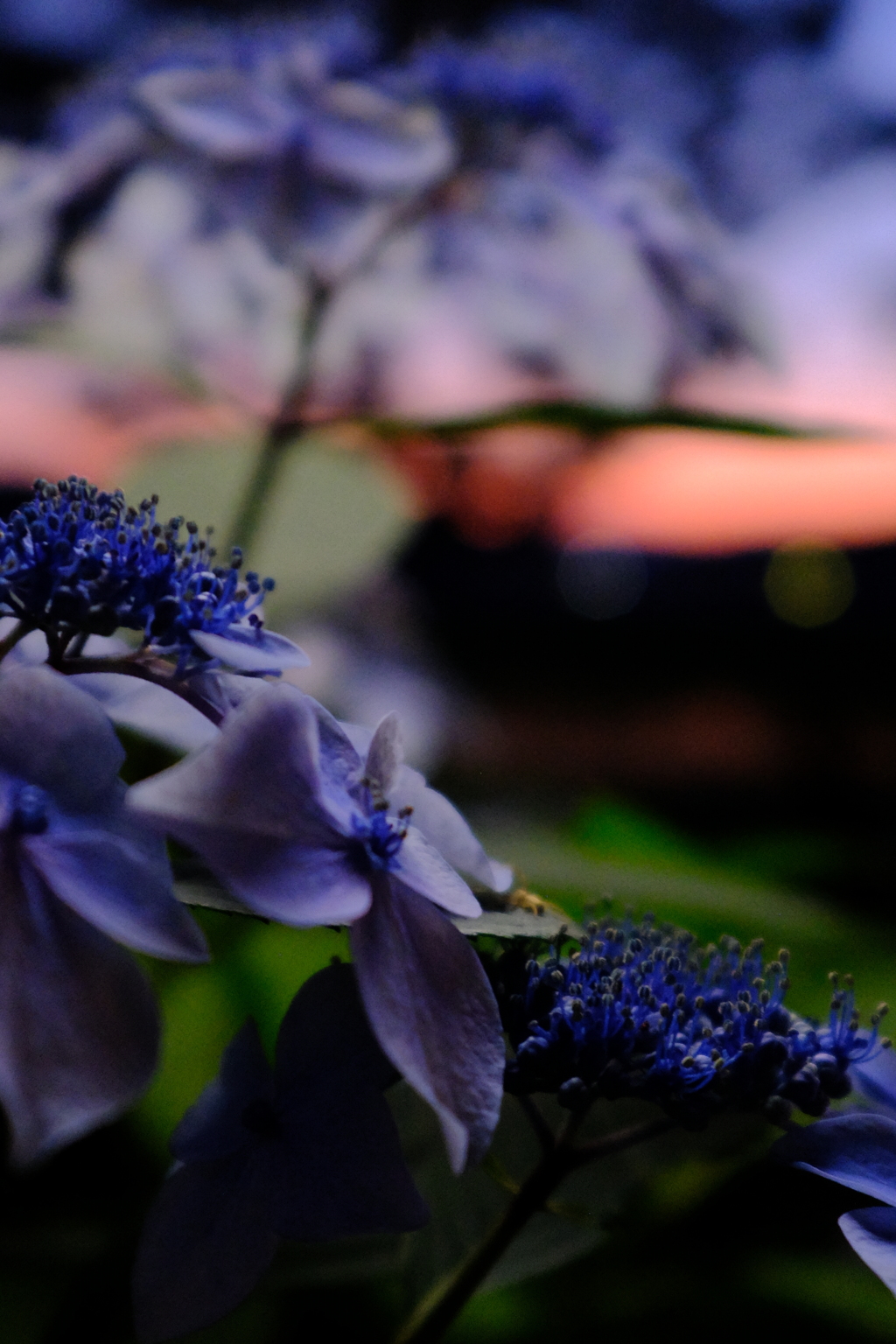 紫陽花と夕景2