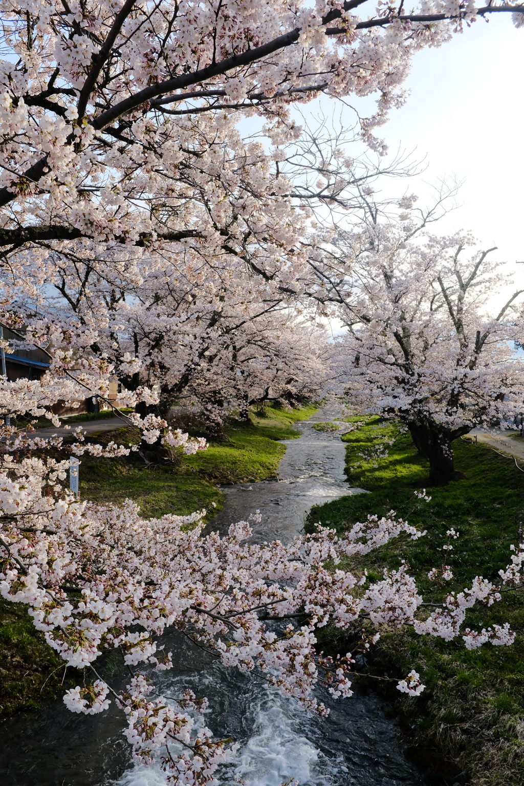 観音寺川の桜並木2