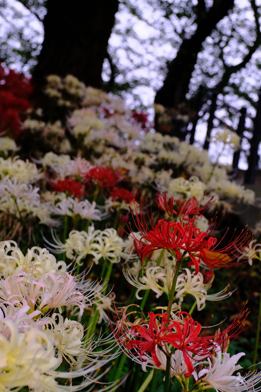 権現堂公園 曼珠沙華 4