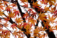 イロハモミジ