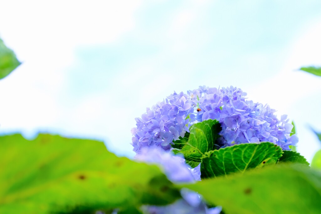 秋空の  紫陽花
