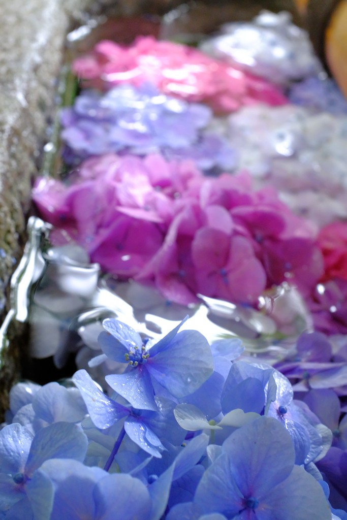 手水舎の   紫陽花