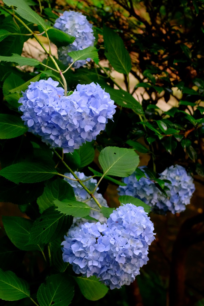 two  heart