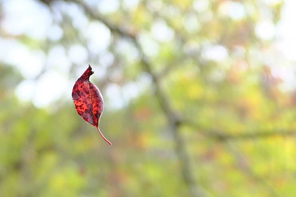 冬 告げる  落葉