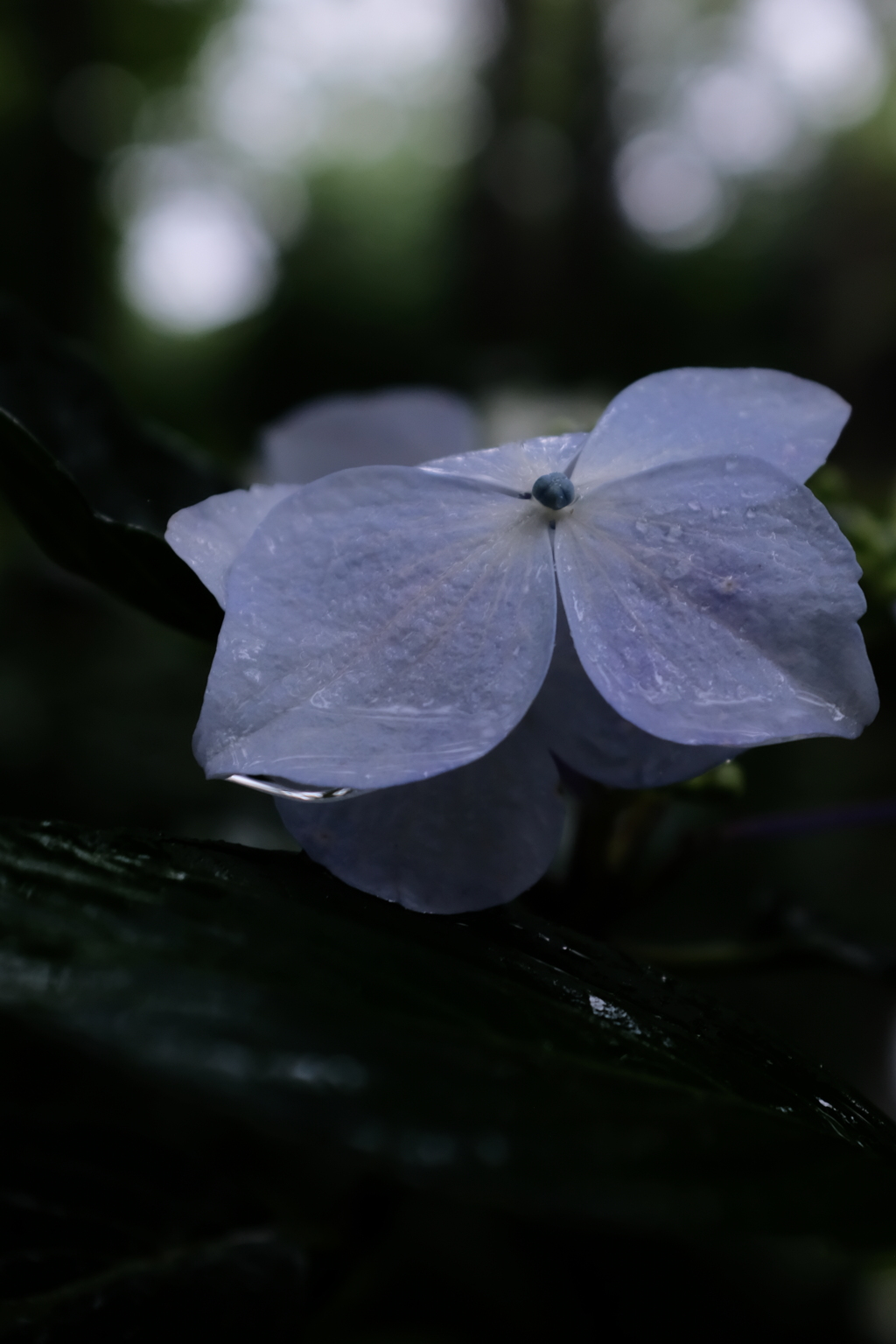 雨の日に2