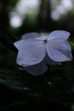 雨の日に2