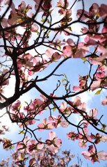空色と 花水木