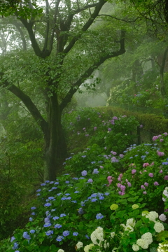 霧と紫陽花