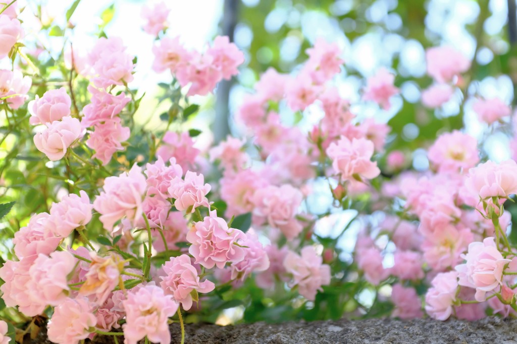 小薔薇