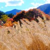 秋風に  揺らめいて